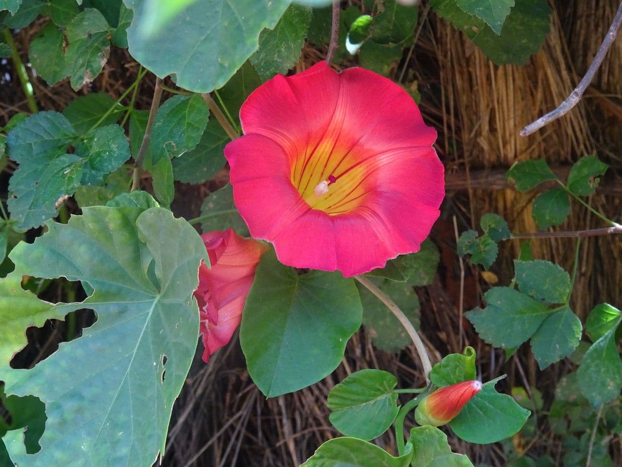 Stictocardia tiliifolia