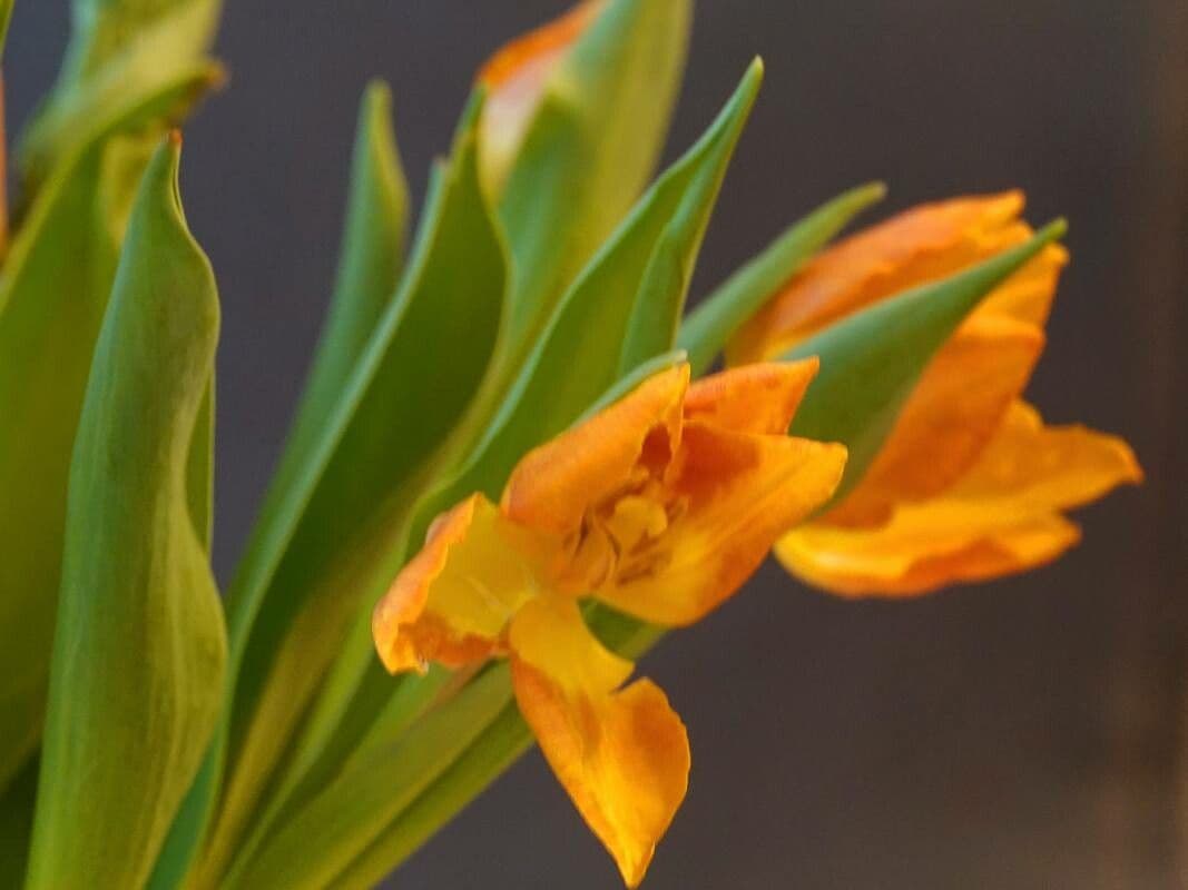 Tulipa gesneriana