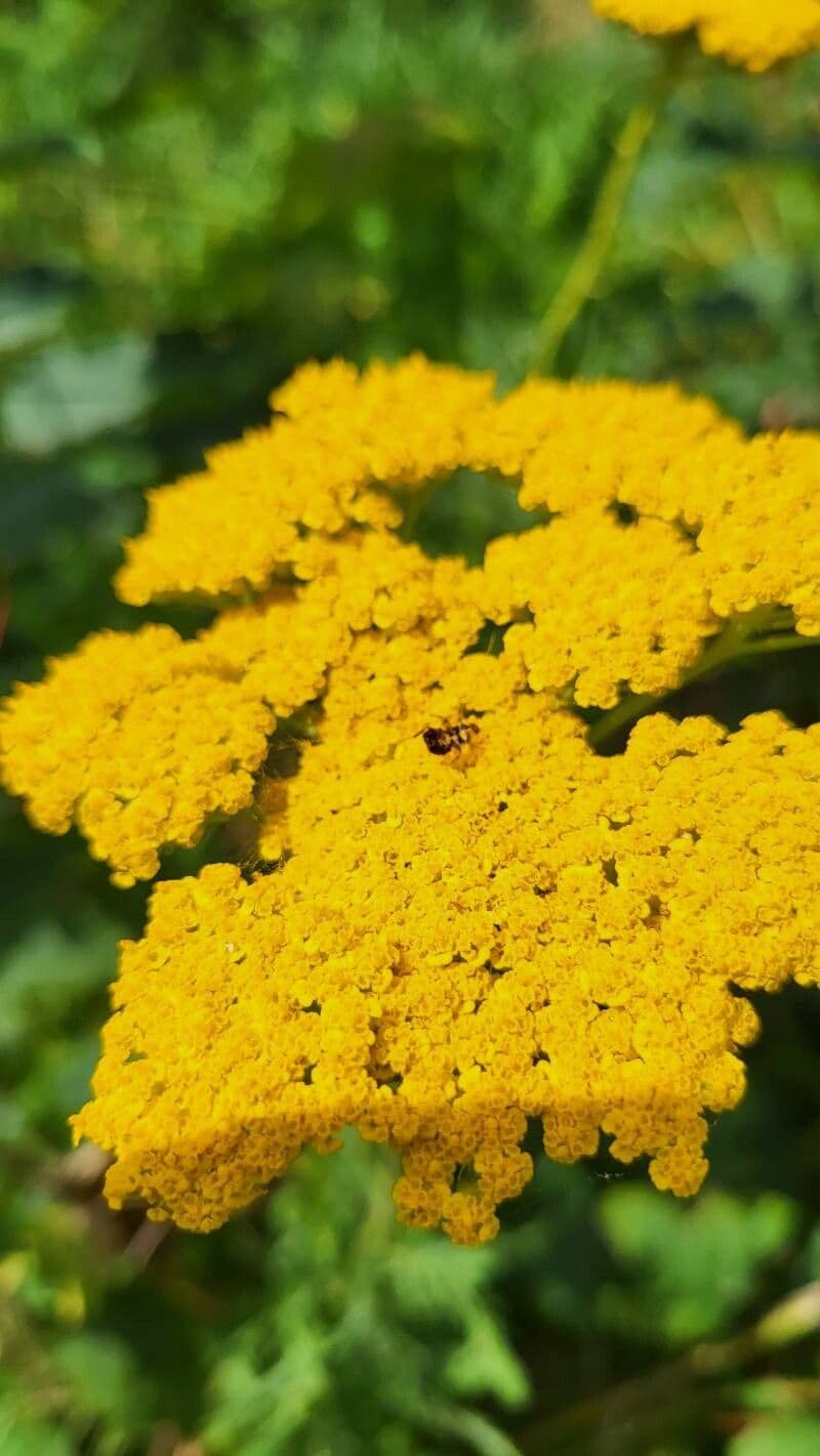 Tanacetum macrophyllum