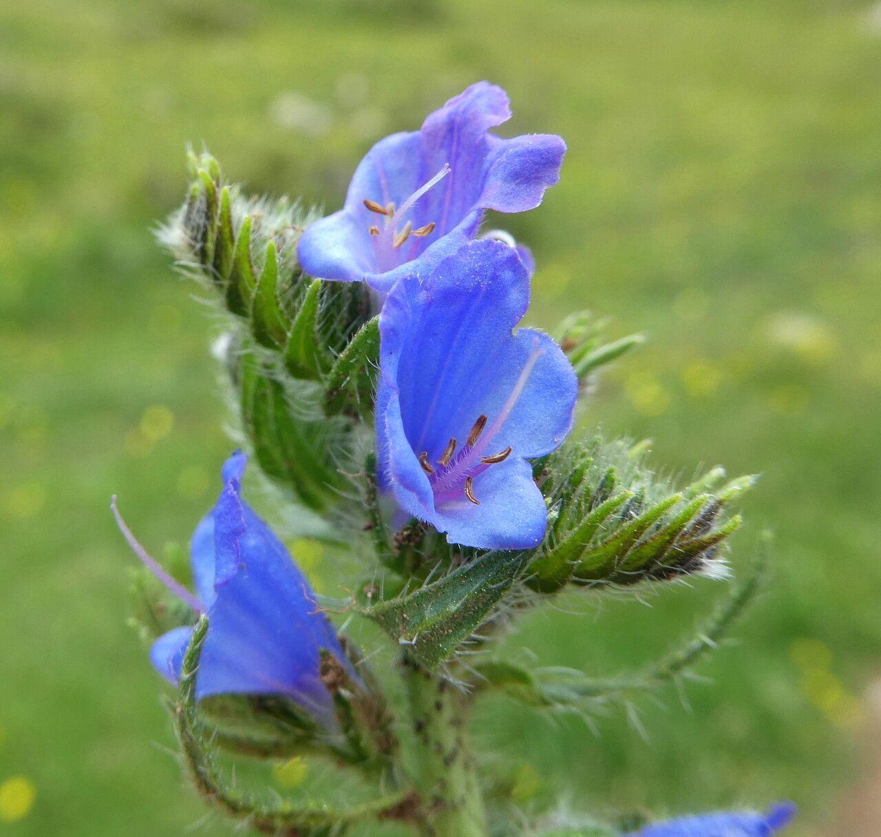 Echium vulgare