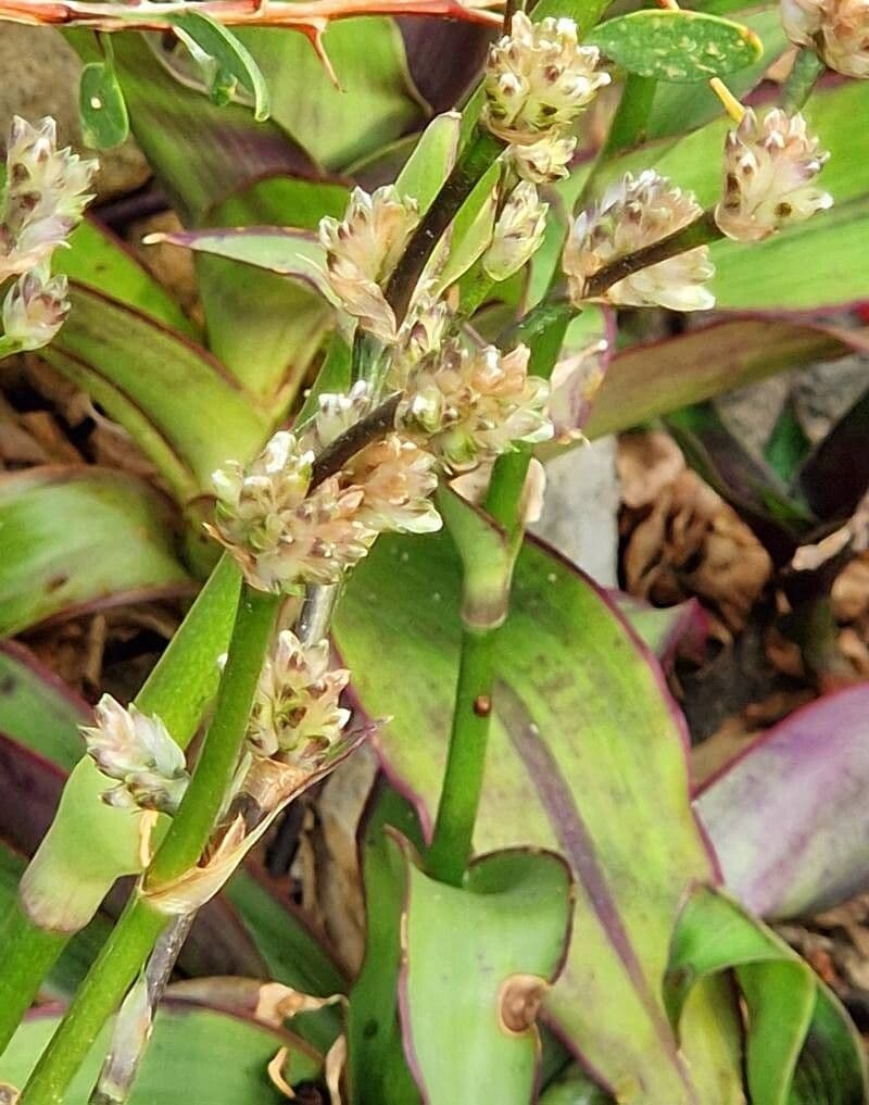 Callisia fragrans