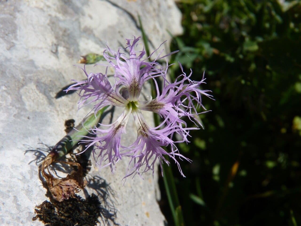 Dianthus superbus