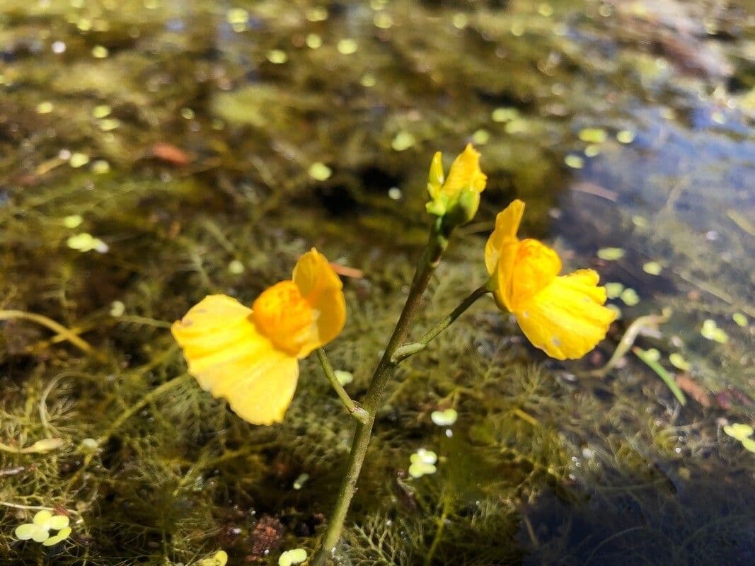 Utricularia australis