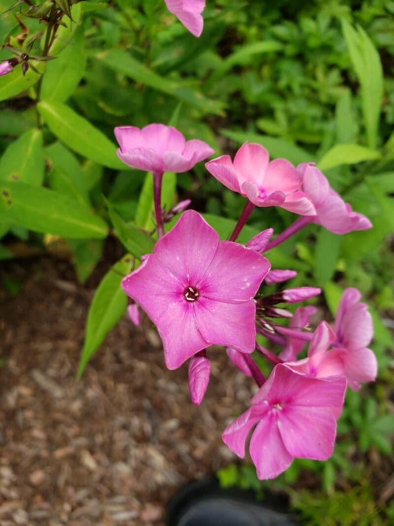 Phlox maculata