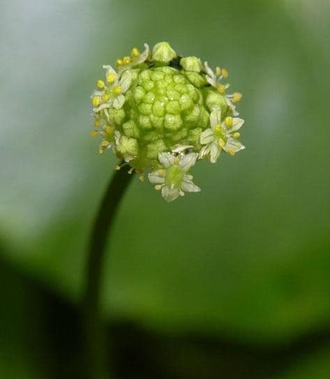 Hydrocotyle umbellata