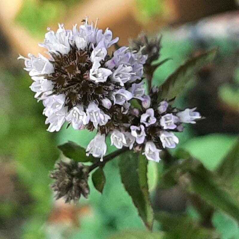 Mentha piperita