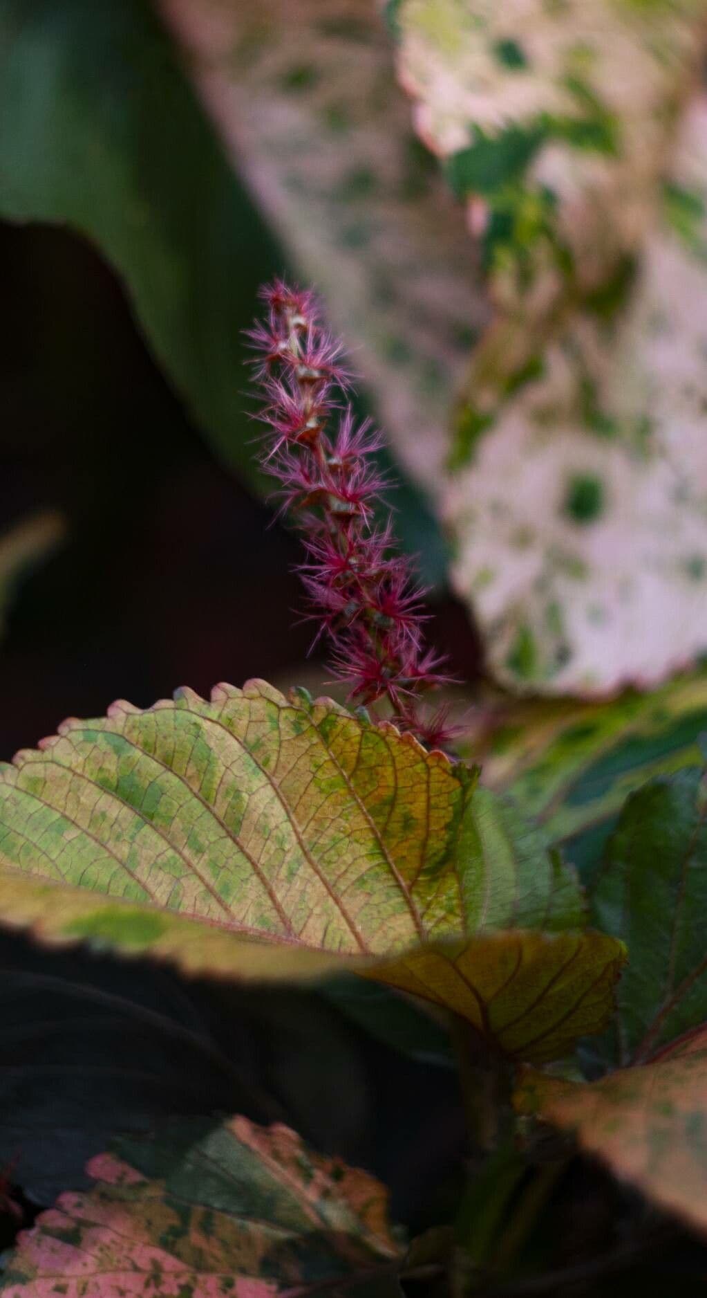 Acalypha wilkesiana