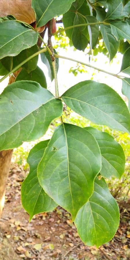 Bischofia polycarpa