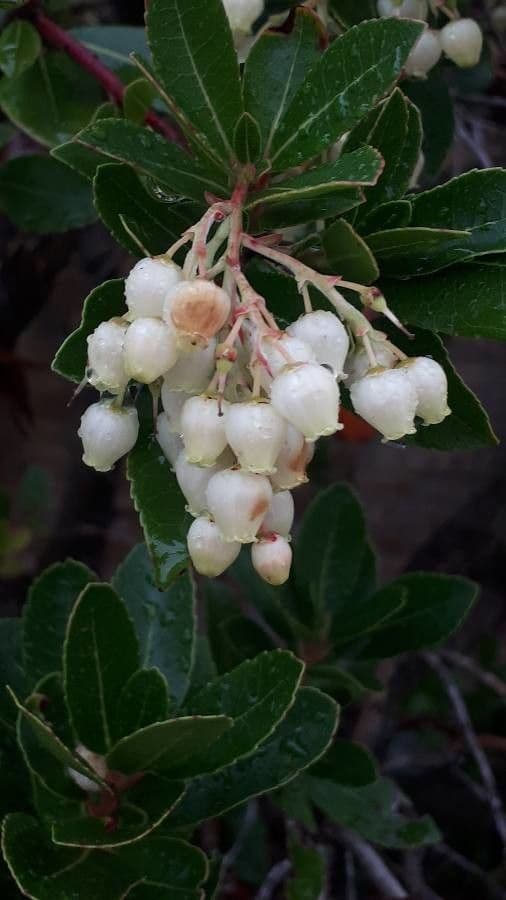 Arbutus unedo