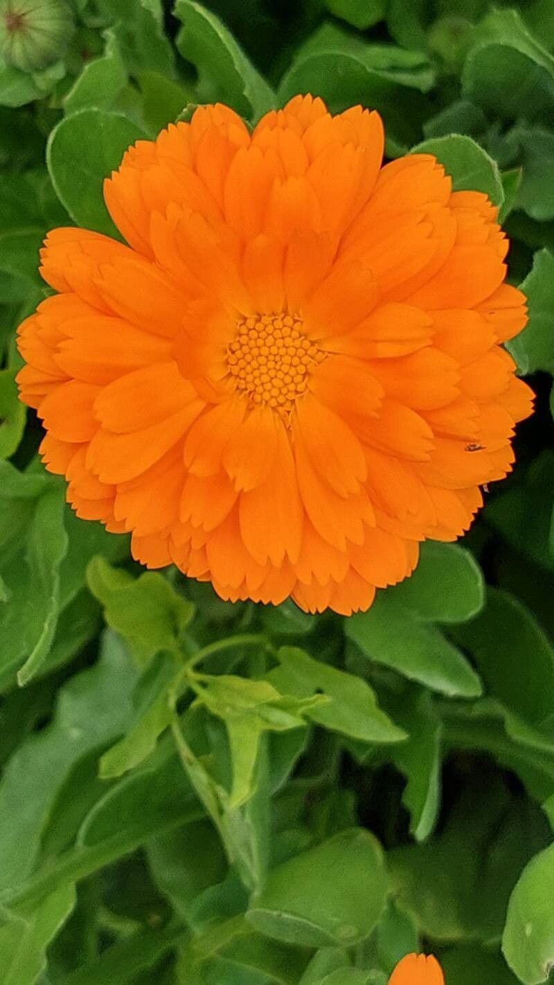 Calendula officinalis