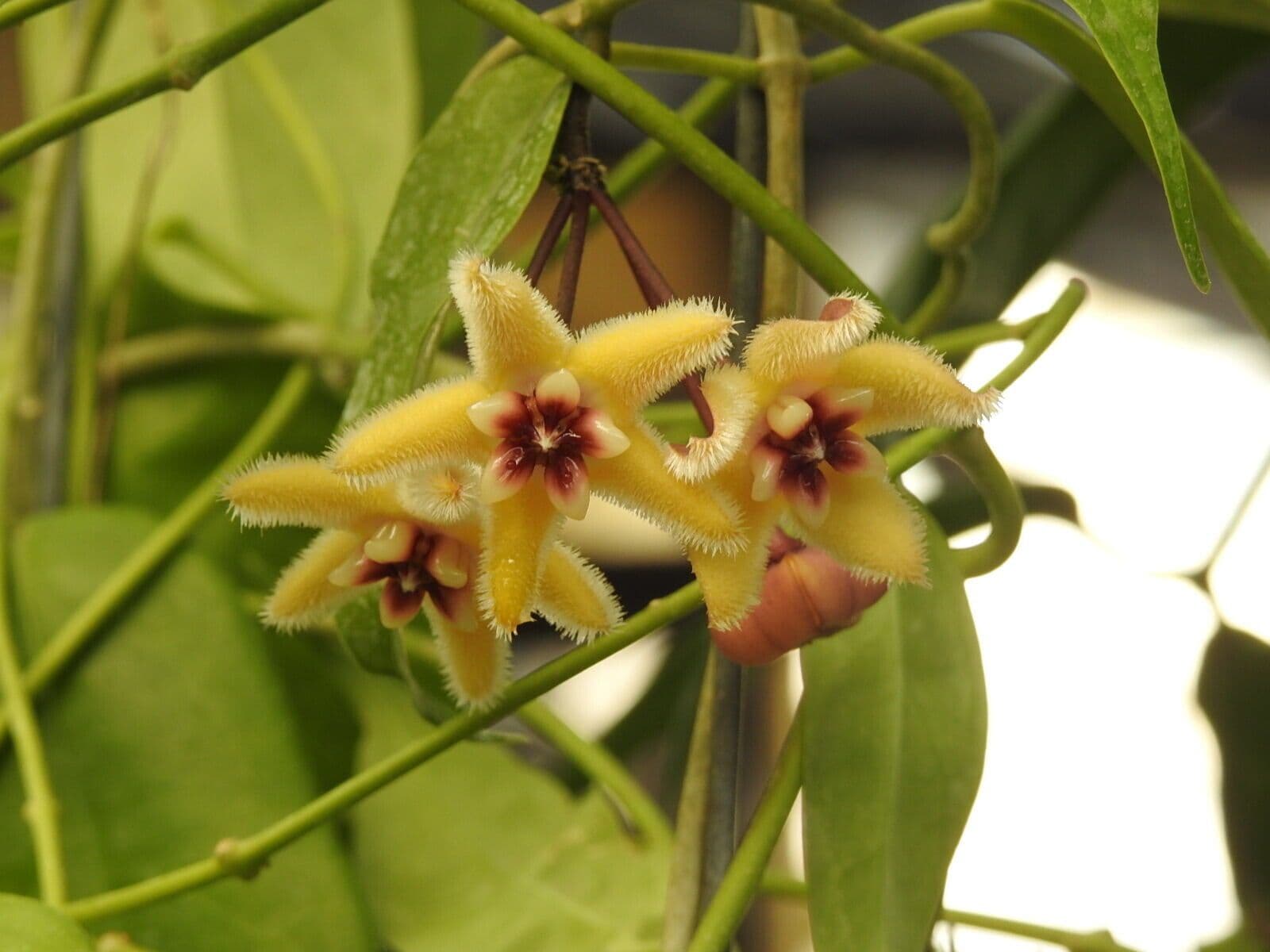 Hoya buotii