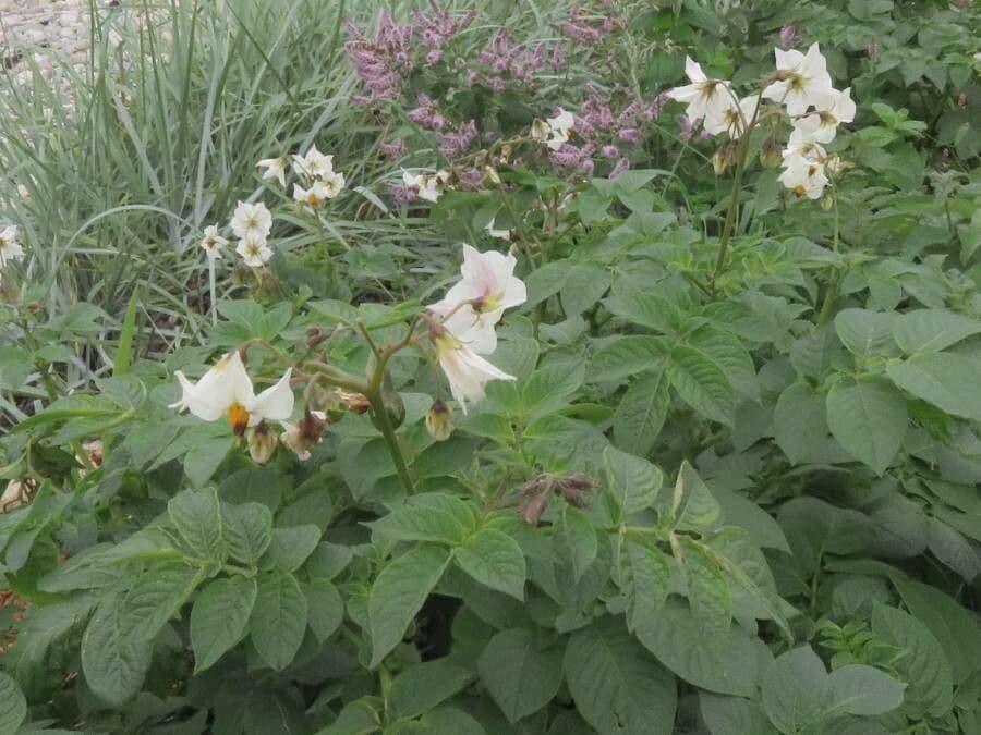 Solanum tuberosum