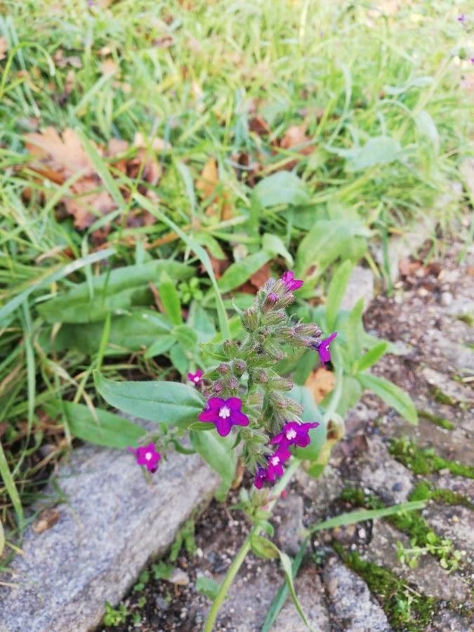 Anchusa officinalis