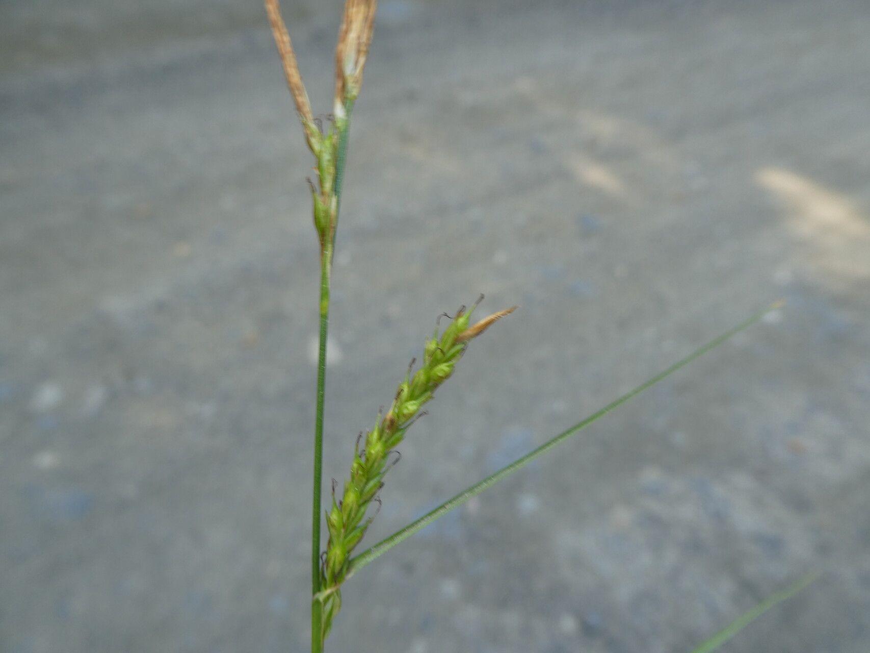 Carex sylvatica