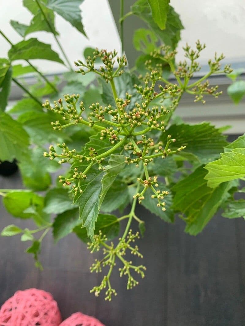 Viburnum dentatum