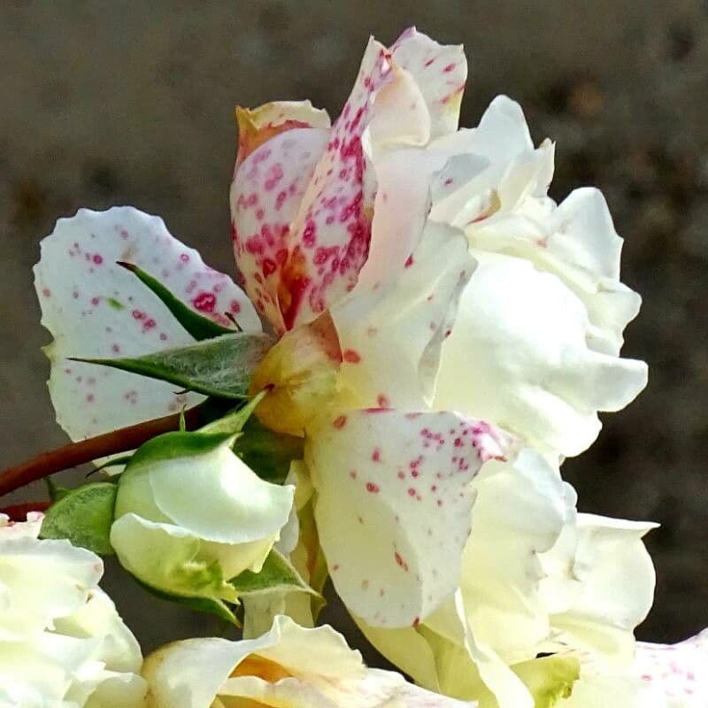 Rosa abietina