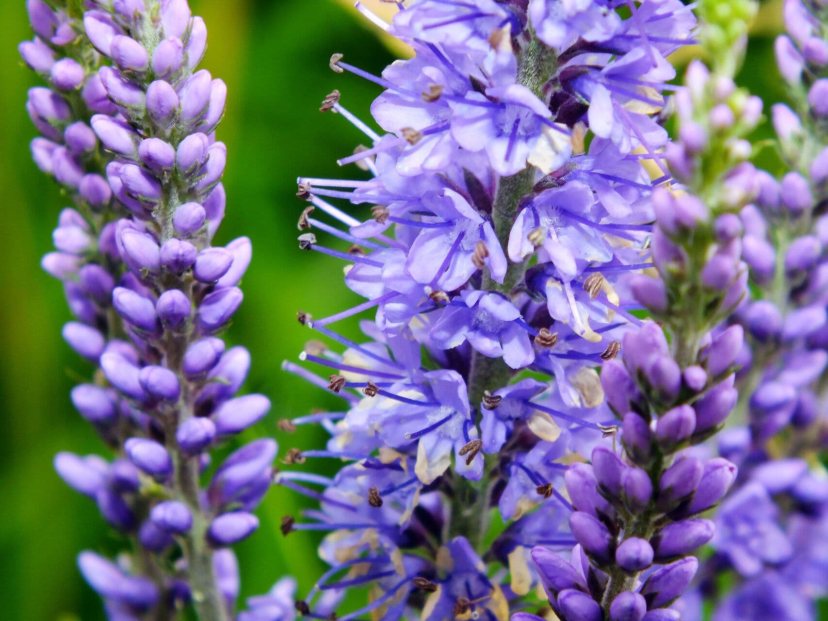 Veronica longifolia