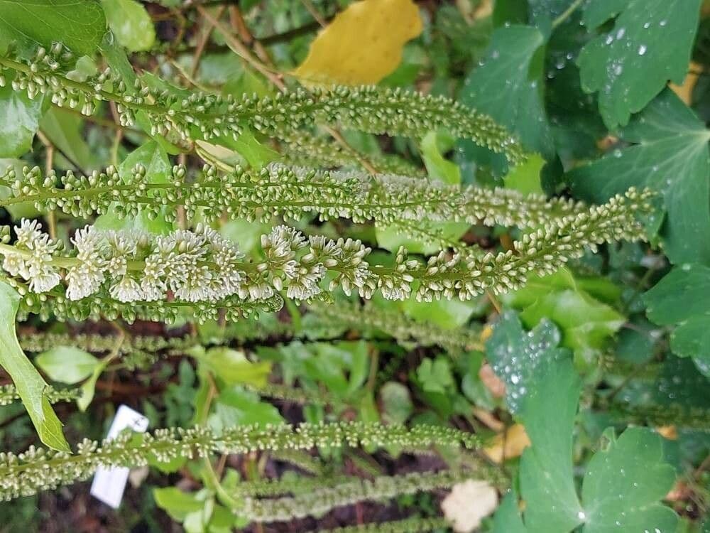 Itea ilicifolia
