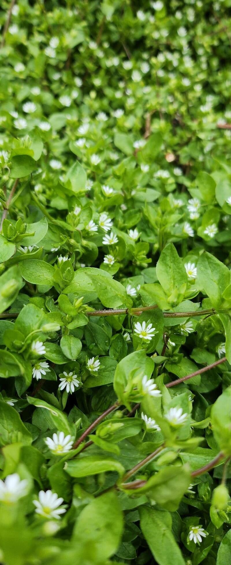 Spergula pentandra