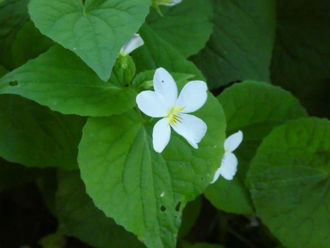 Viola canadensis