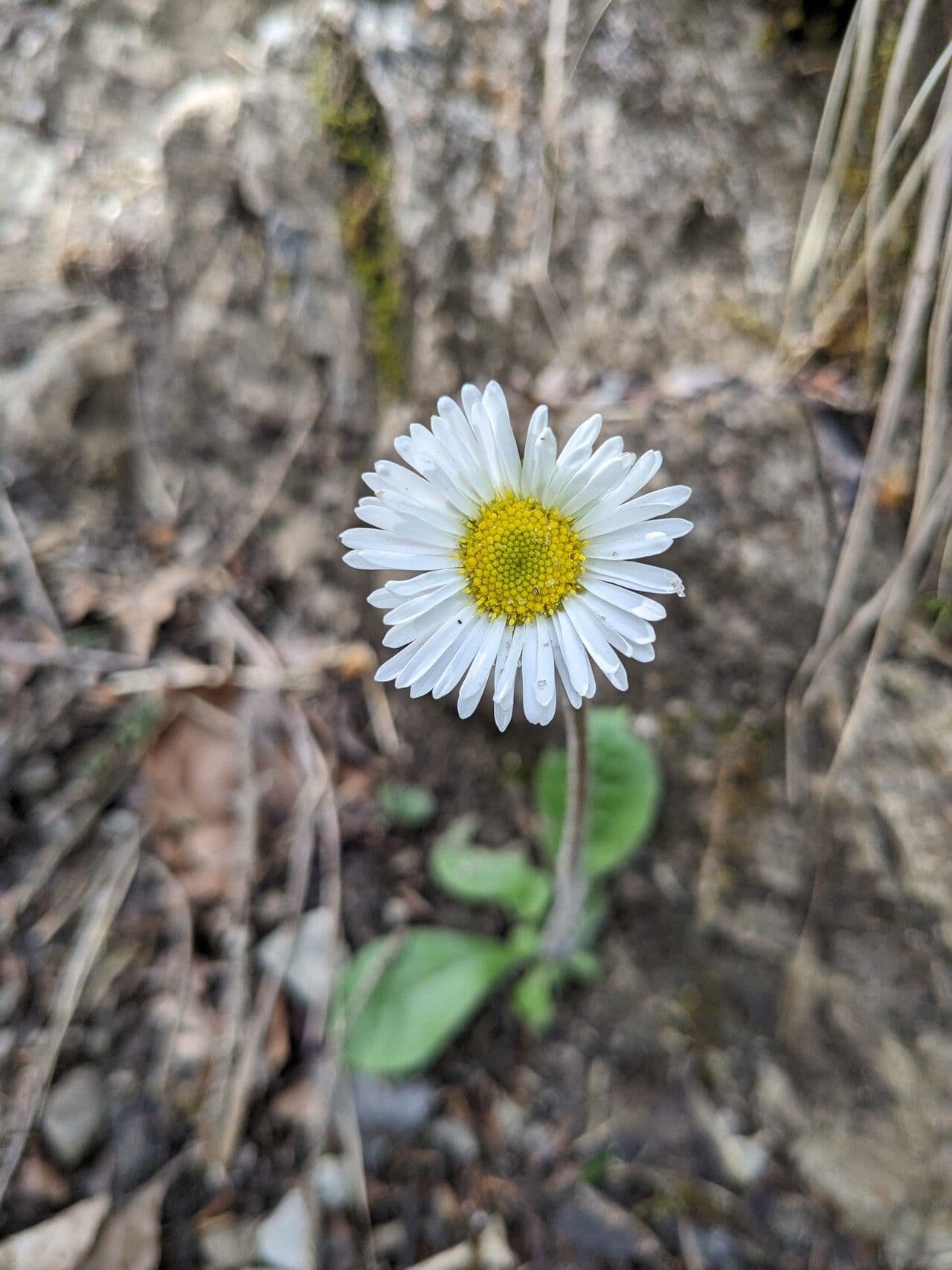 Aster bellidiastrum