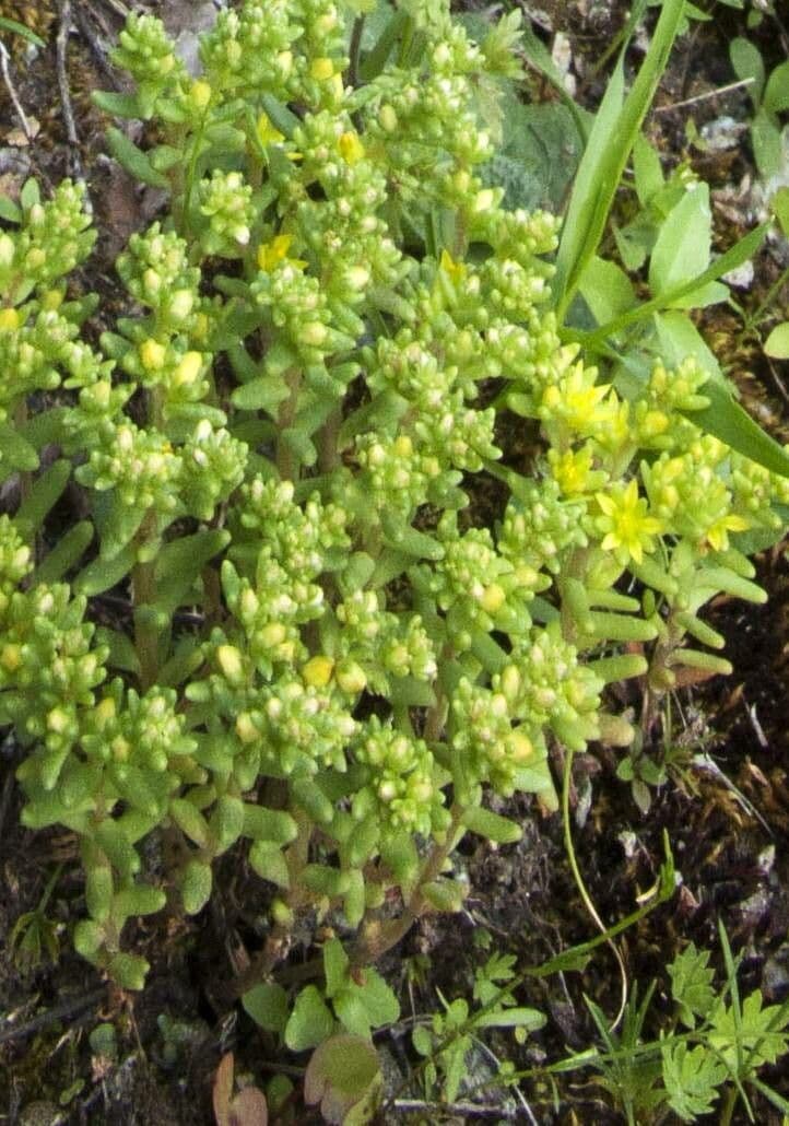 Sedum annuum