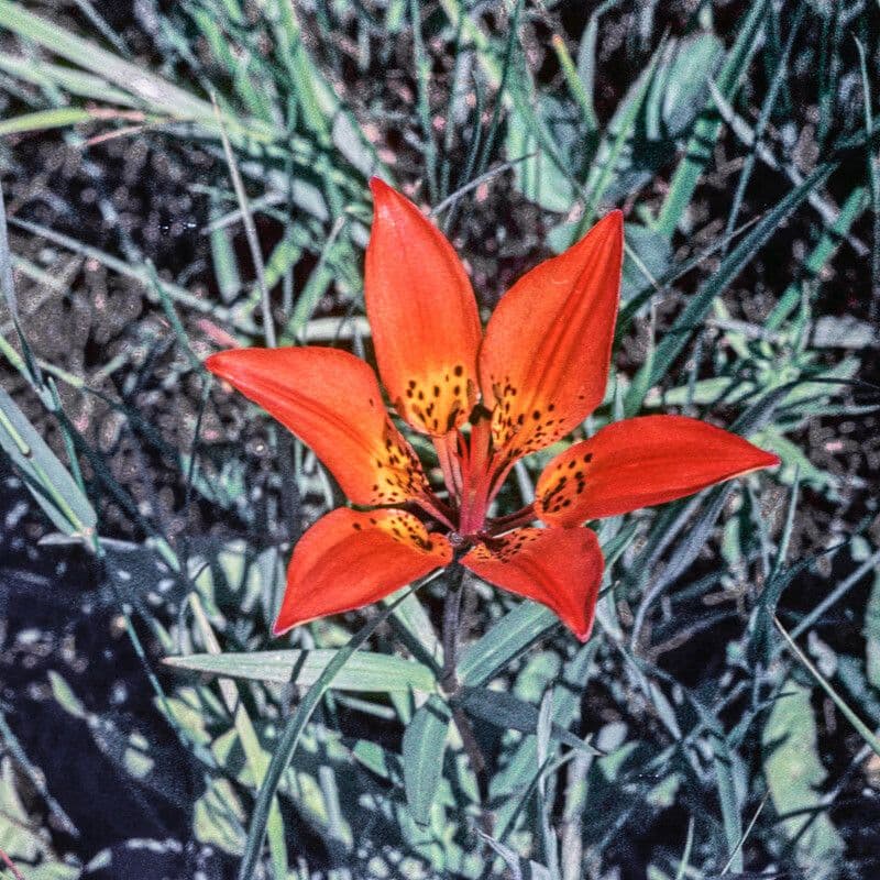 Lilium philadelphicum