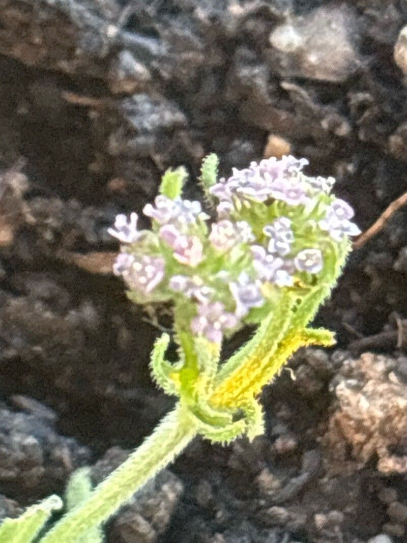 Valeriana discoidea