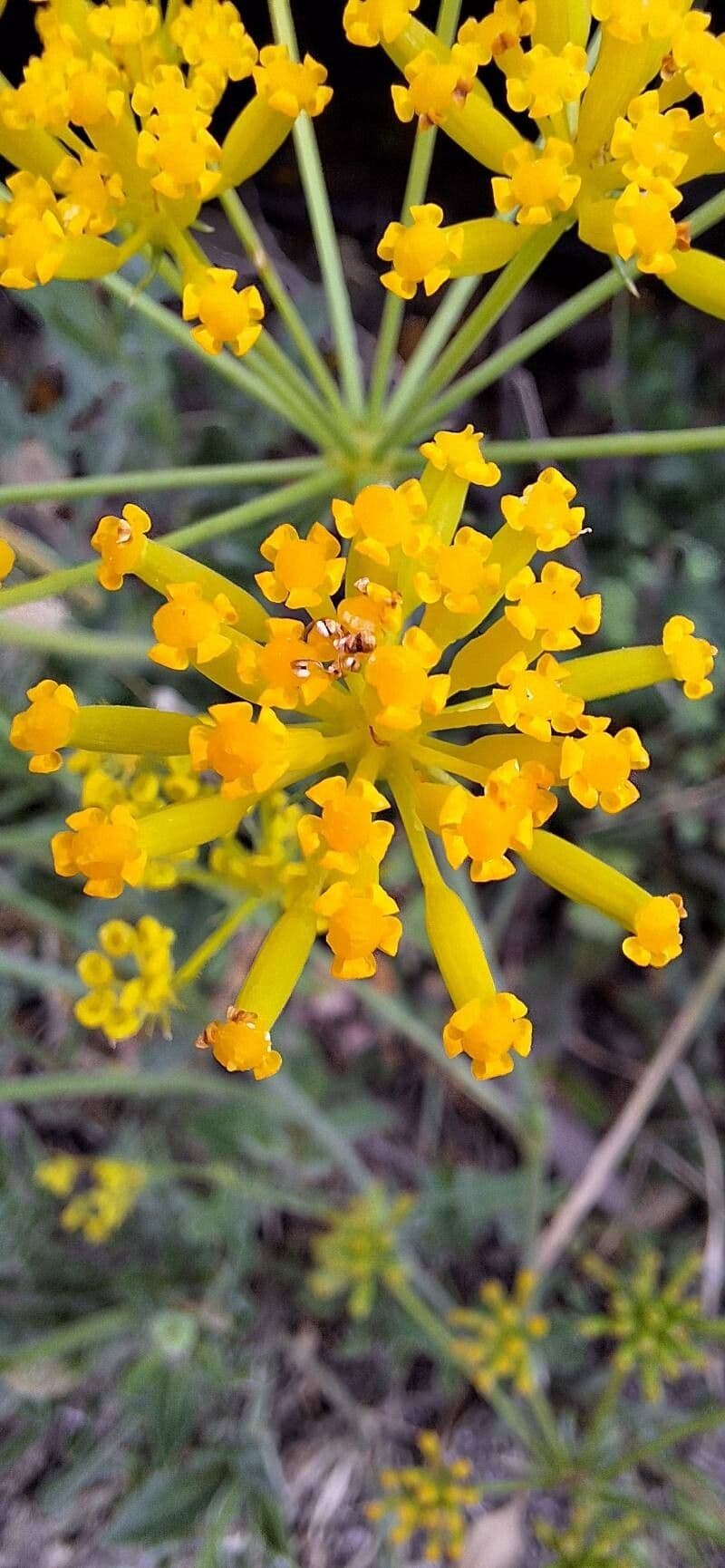 Kundmannia sicula