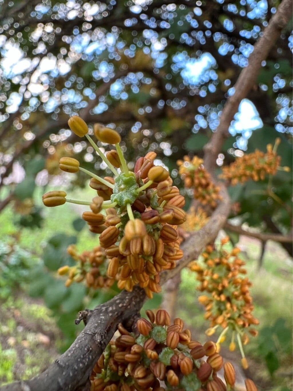 Ceratonia siliqua