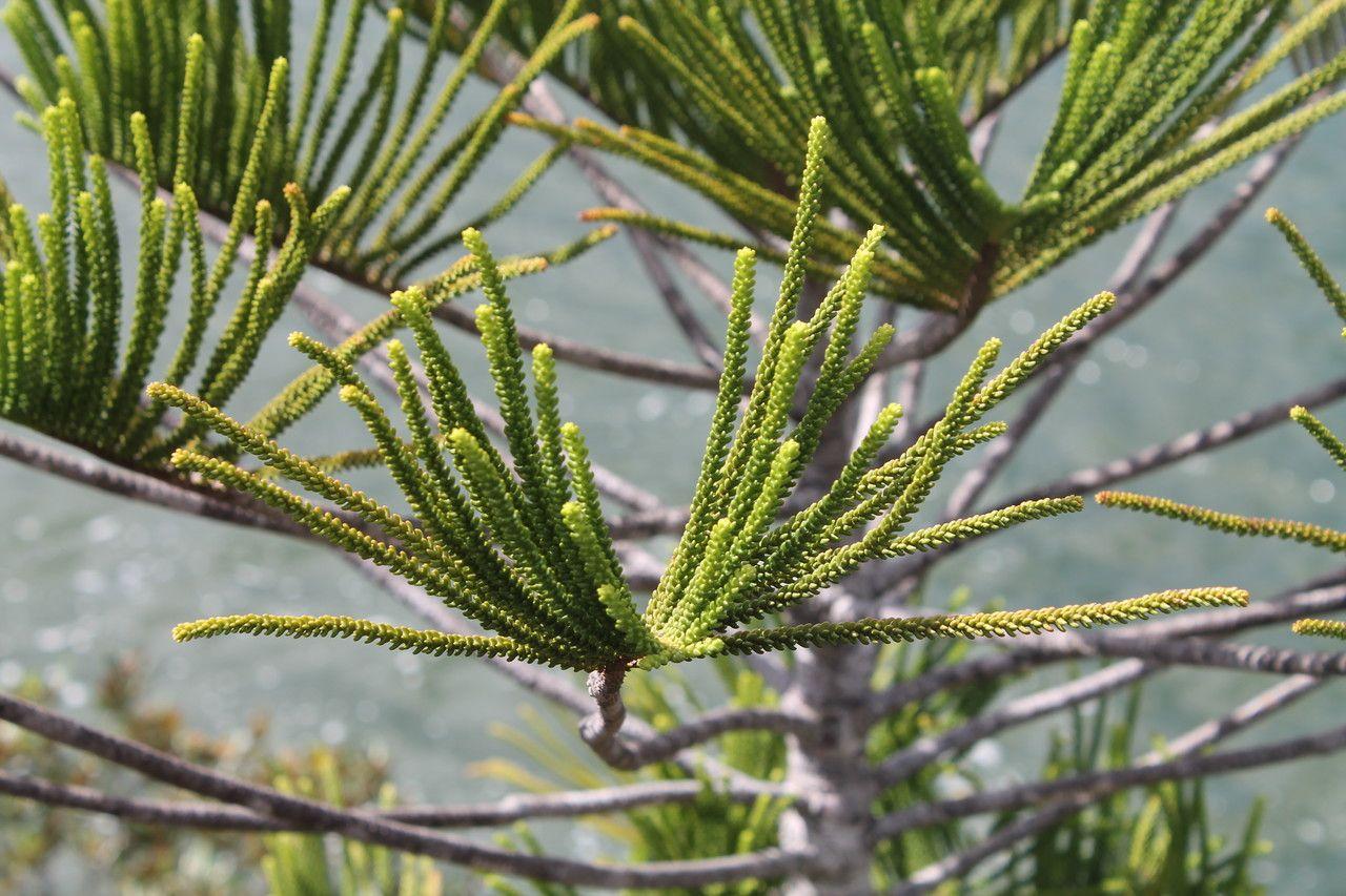 Araucaria bernieri