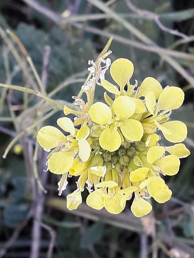 Brassica rapa