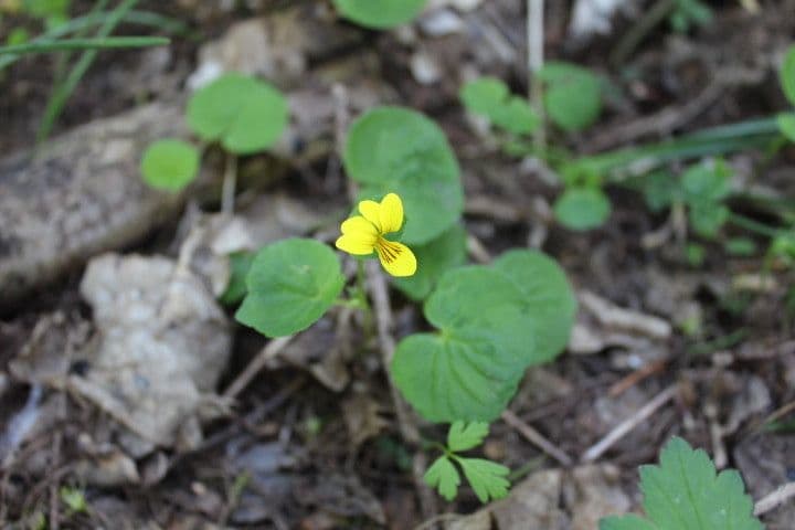 Viola sempervirens