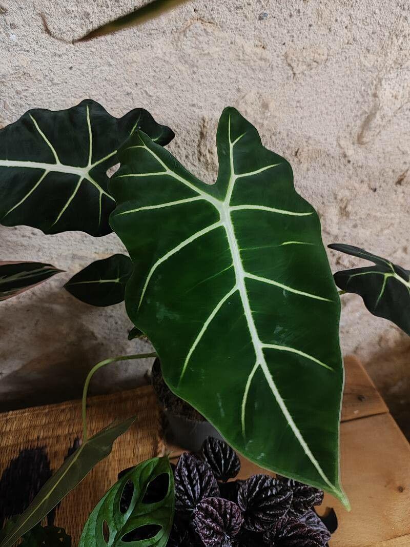 Alocasia micholitziana