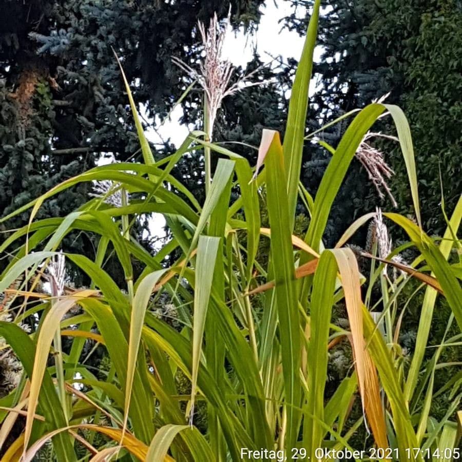 Miscanthus longiberbis