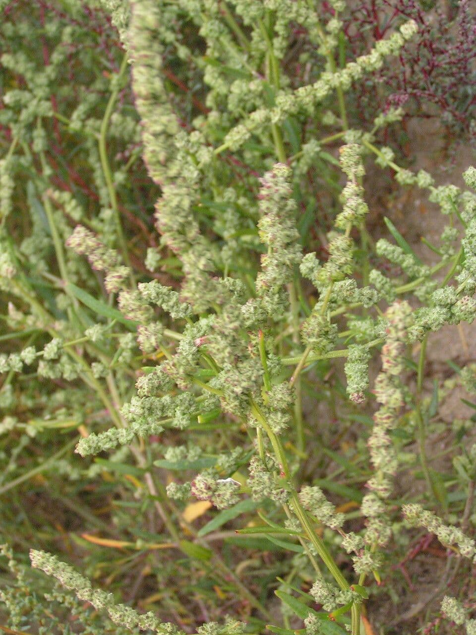 Atriplex littoralis