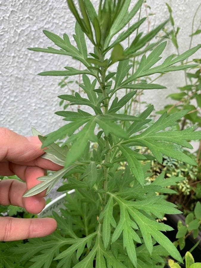 Artemisia tilesii