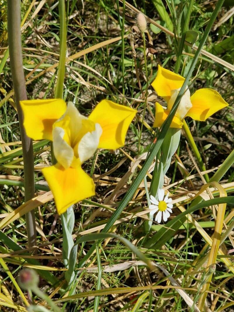 Iris orientalis