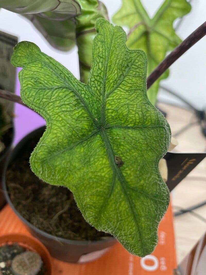 Alocasia scalprum