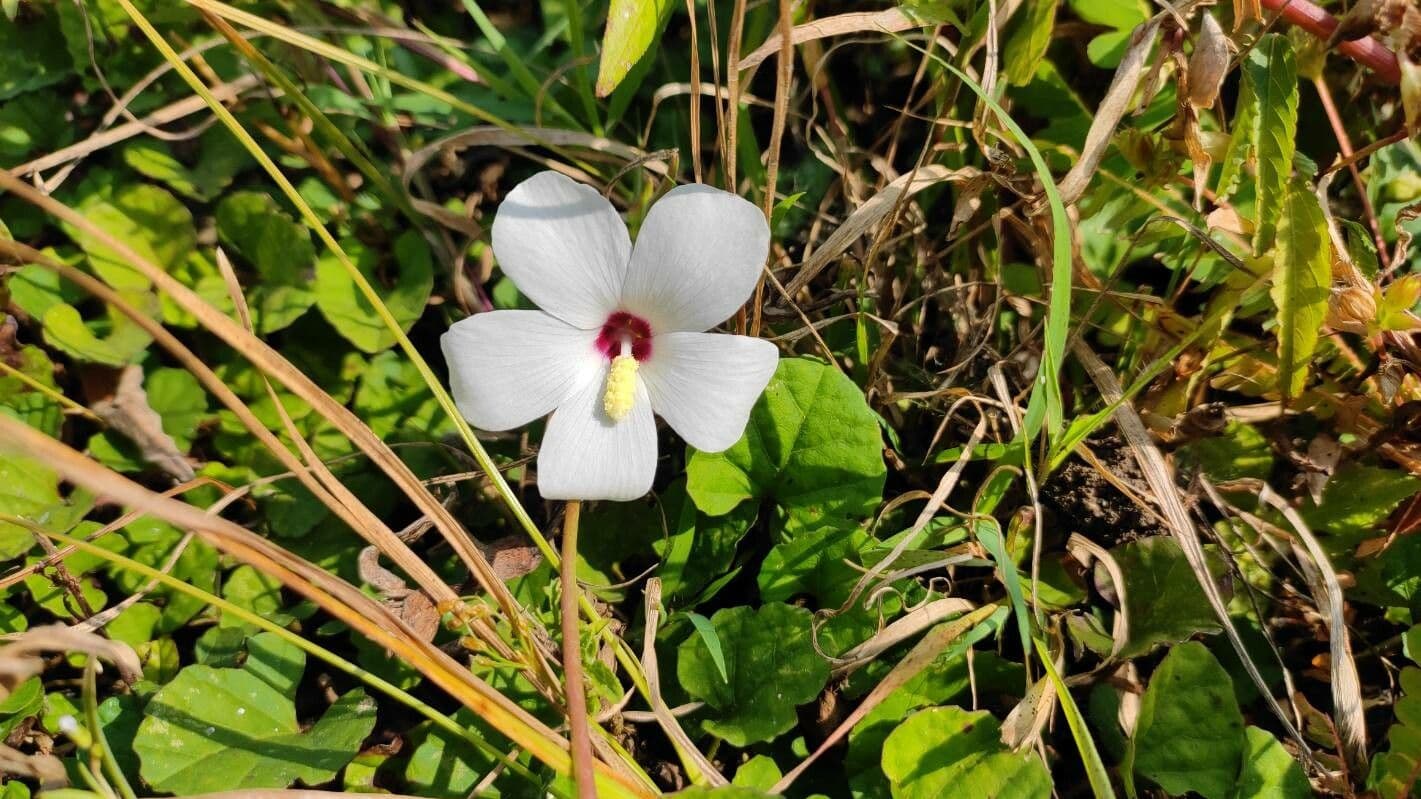 Hibiscus laevis
