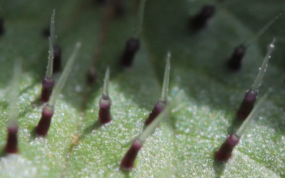 Urtica chamaedryoides