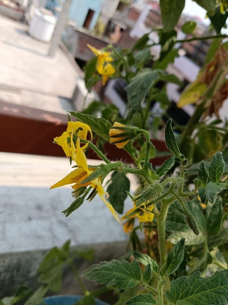 Solanum pimpinellifolium