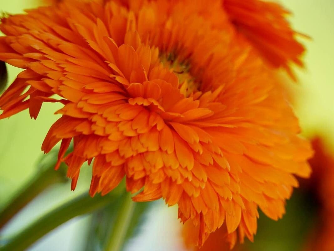 Calendula stellata