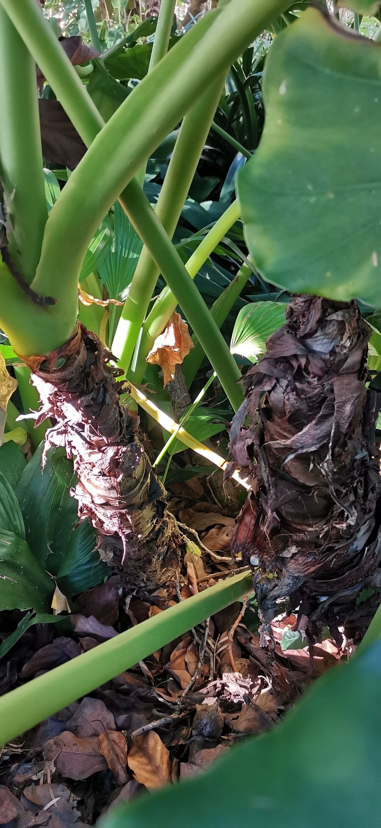 Alocasia odora