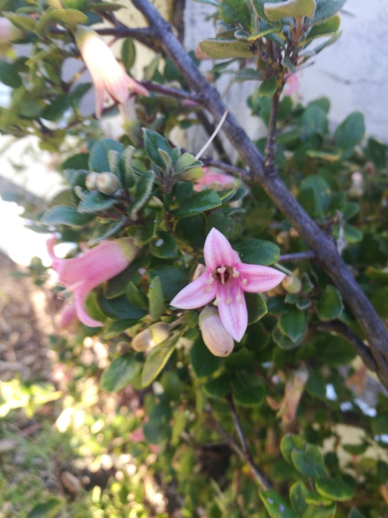 Correa alba