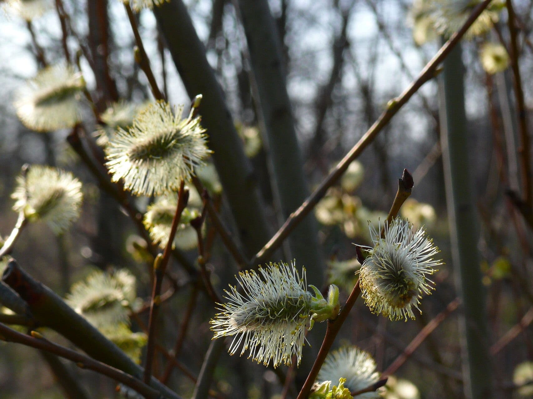 Salix myrsinifolia