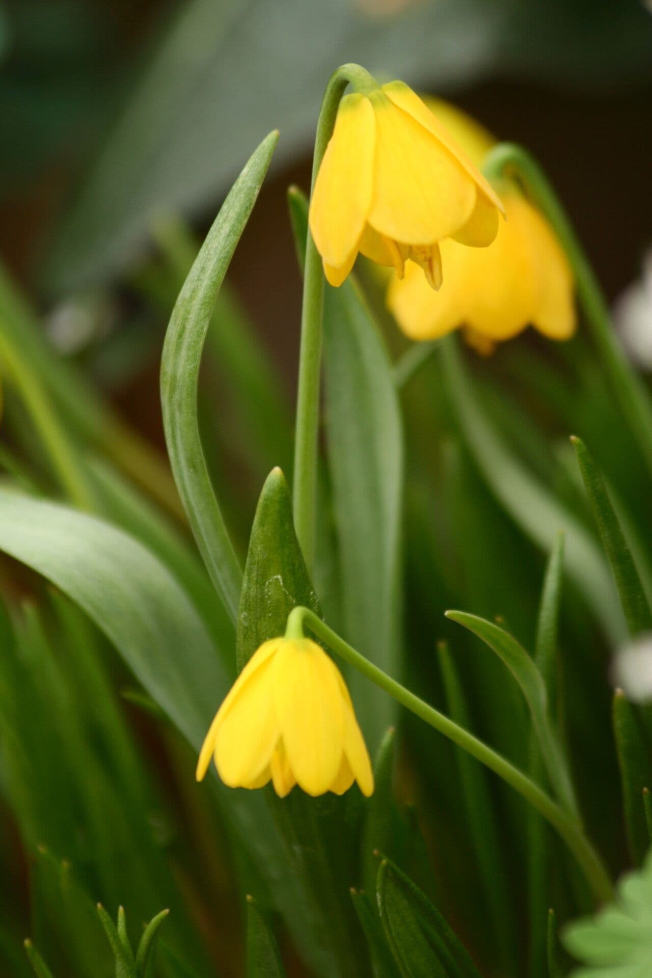 Fritillaria pudica
