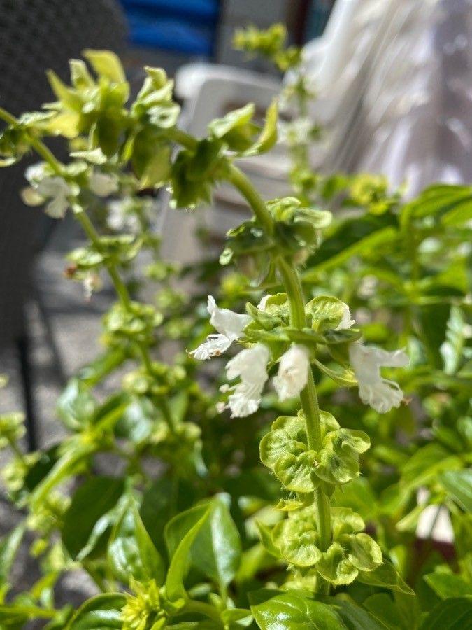 Ocimum basilicum