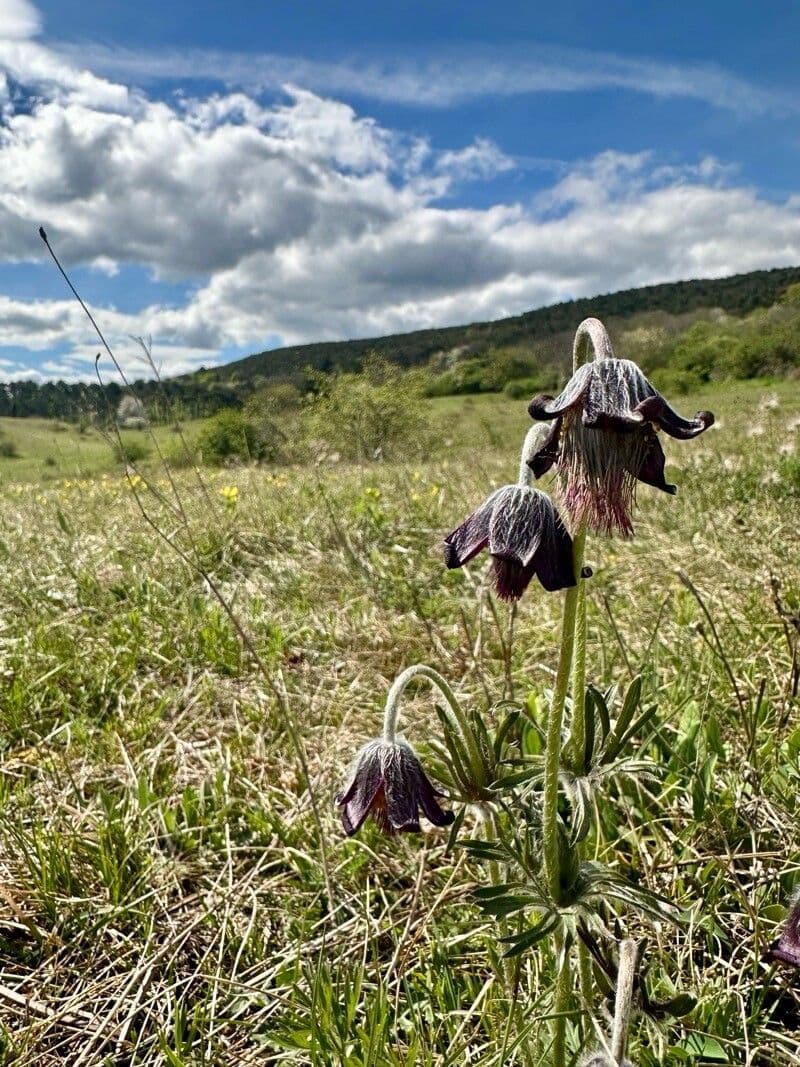 Pulsatilla pratensis