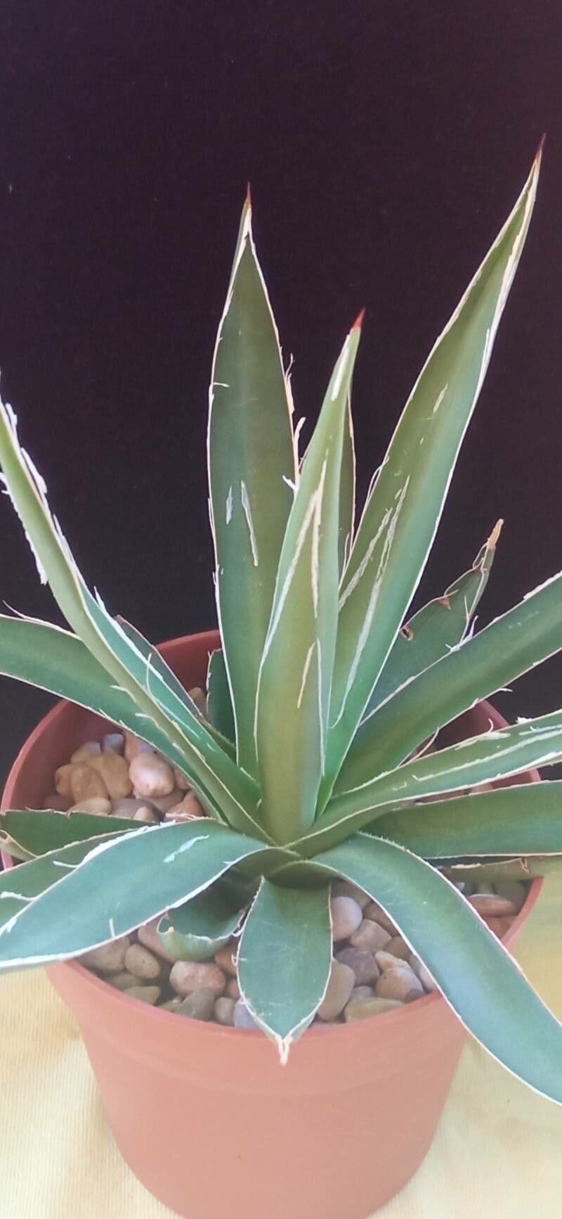 Agave toumeyana